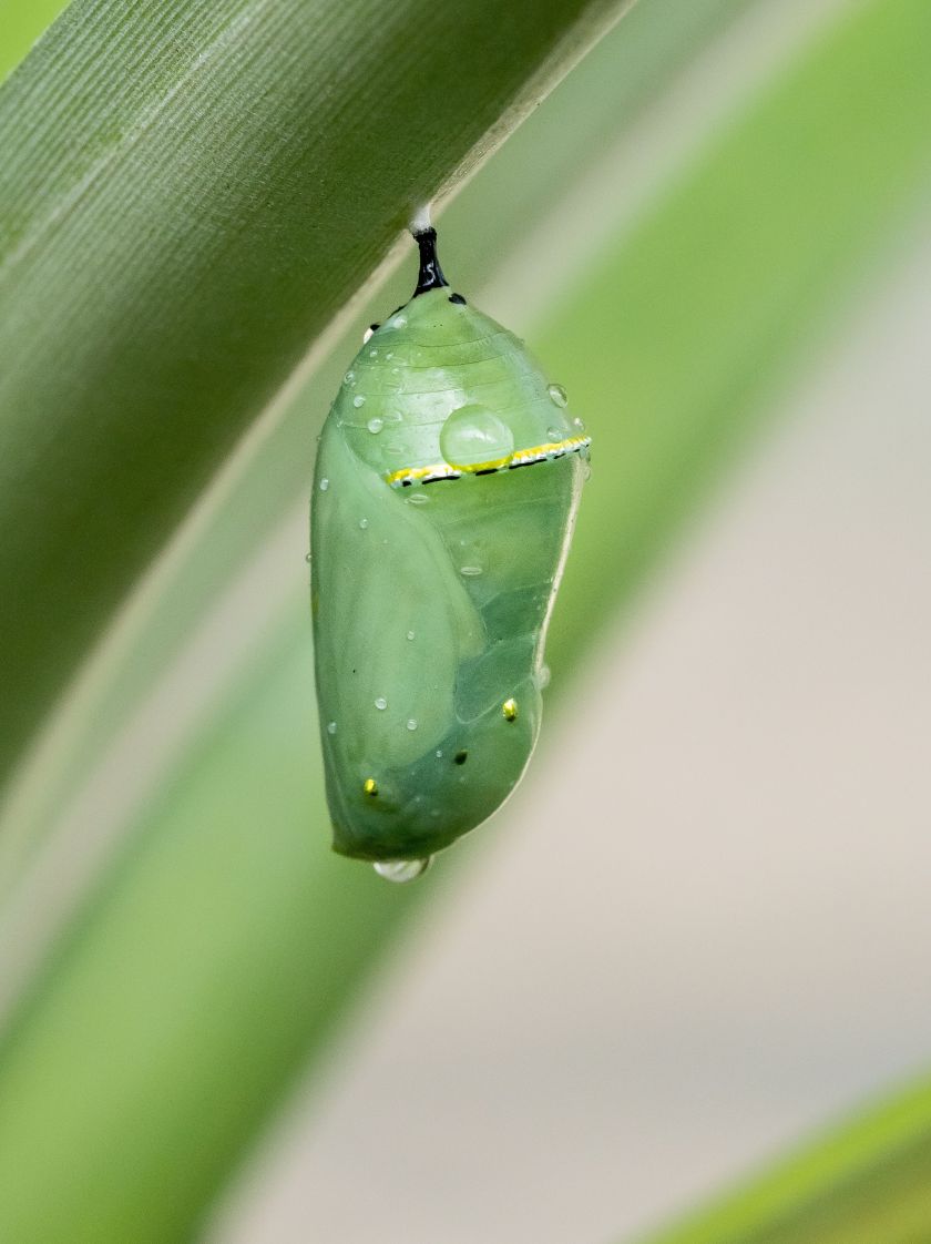 Chrysalide suspendue à une feuille symbolisant la transformation et le renouveau proposés par le Programme Renaissance.